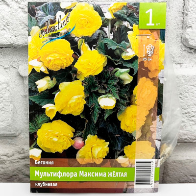Бегония МУЛЬТИФЛОРА МАКСИМА ЖЁЛТАЯ клубневая