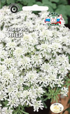 Иберис Иней зонтичный (стенник)