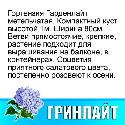 Гортензия метельчатая Гарден лайт Гринлайт (Р12)