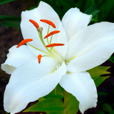 Лилия Брайт Бриллиант (1шт)