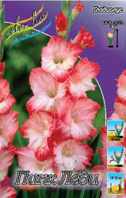 Гладиолус Пинк Леди (1шт) 519