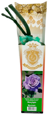 Чайногибридная роза МУНЛАЙТ MOONLIGHT (2)