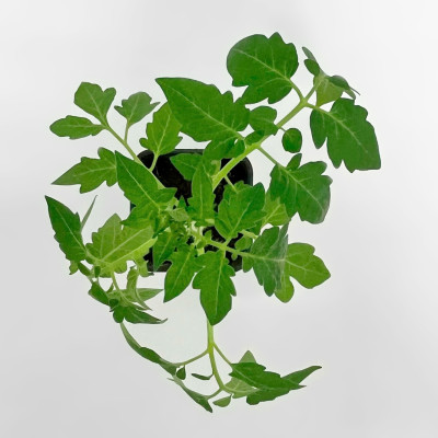 Рассада Томатов (2) Рассада Томатов (2)