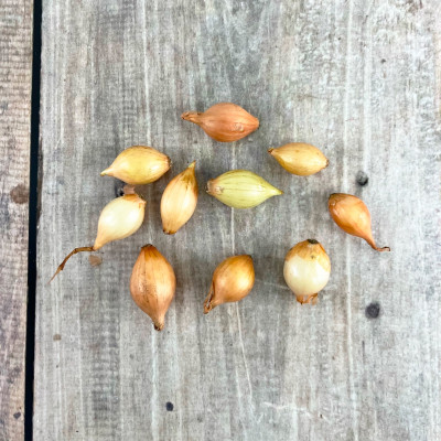 лук Севок Сеншуй 10-21 Голландия