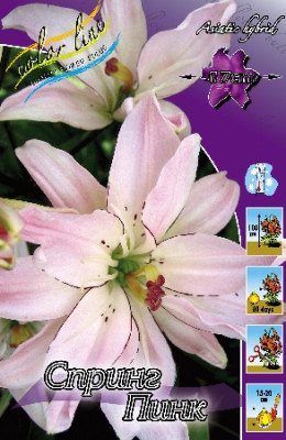 Лилия Спринг Пинк (1шт) * 1541