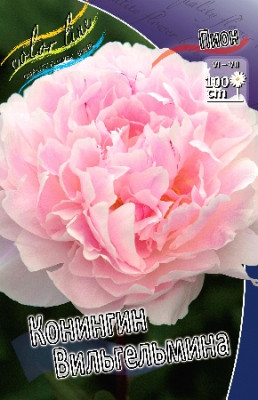 Пион Конингин Вильгельмина (1шт) 2768