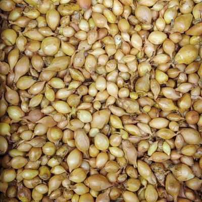 лук Севок Стурон Голландия