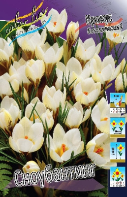 Крокус Сноубантинг (хриз.) (10шт) 7505