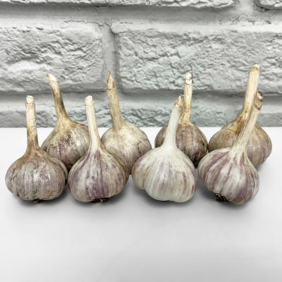 Чеснок Добрыня озимый