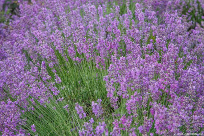 Лаванда Юдифь 0,05 г пряность