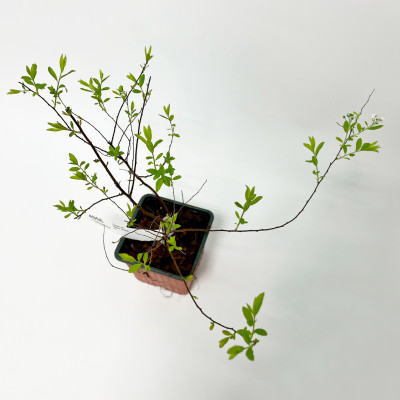 Спирея пепельная Грефшейм (Spiraea x cinerea Grefsheim) (2)