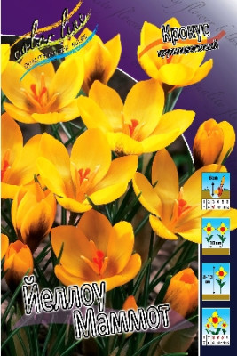 Крокус Йеллоу Маммос (желтый)  (10шт) 2608