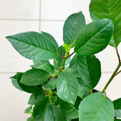 Вишня Шоколадница саженцы (2)