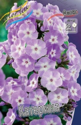 Флокс Катерина (1шт) 3236
