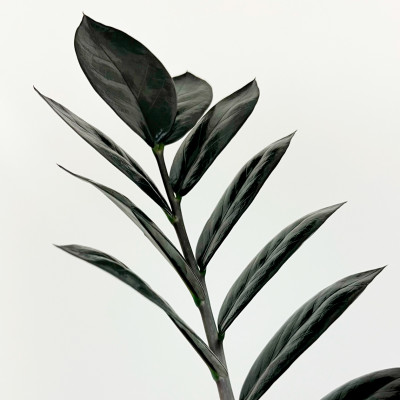 Черный замиокулькас (3)