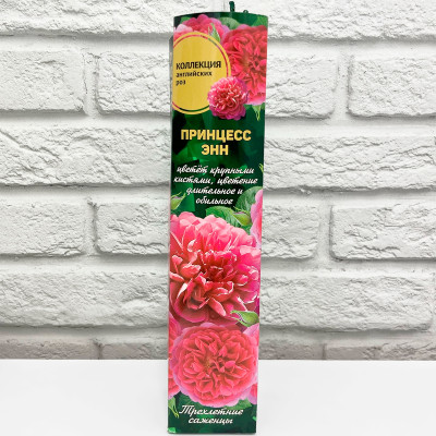 Роза английская Принцесс энн