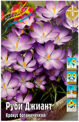 Крокус Руби Джиант (Crocus Ruby Giant tommasinianus)