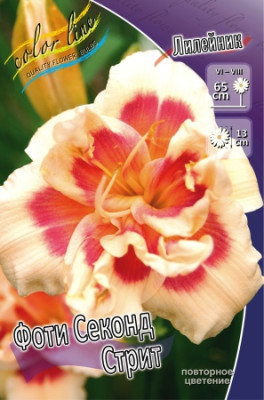Лилейник Фоти Секонд Стрит (упаковка 1шт) 1852