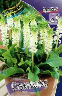 Эукомис Отумналис (2шт) 4558