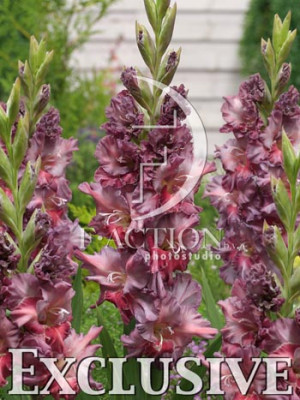 Гладиолус Ростов (1шт) 5746