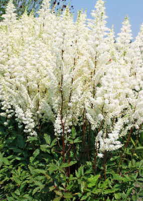 Астильба Хэппи Спирит (1шт) Р-006