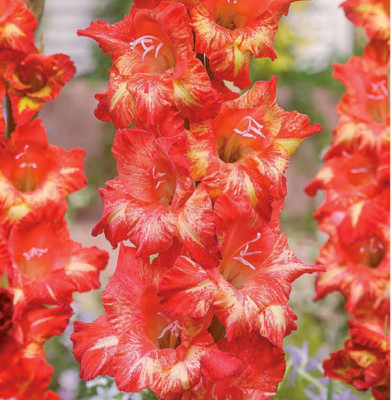 Гладиолус Рэм Бам (1шт) G-011