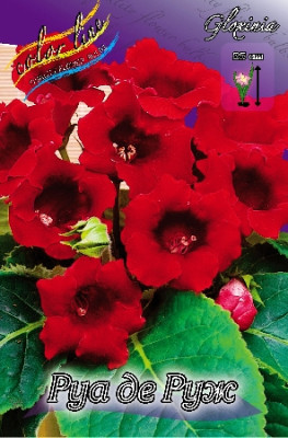 Глоксиния Руа Де Руж (1шт)