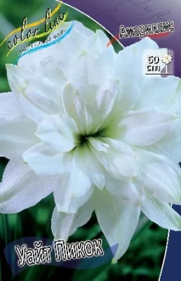 Амариллис Уайт Пикок (1шт) 2157