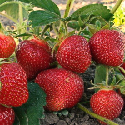 Земляника (Клубника) Юния Смайдс в кассете