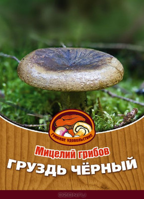 Грибы Груздь черный