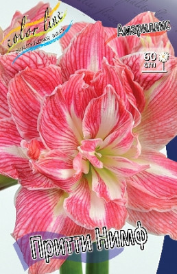 Амариллис Притти Нимф (1шт) 1318