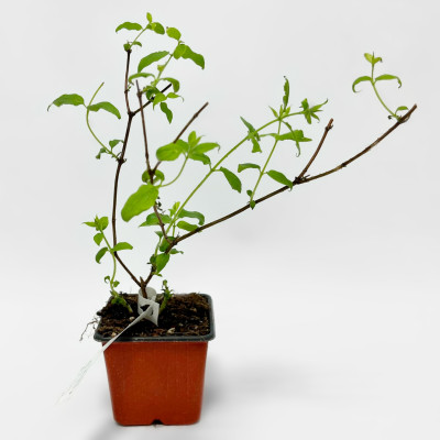 Кольквиция ПИНК КЛАУД (4)