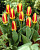Тюльпан Стреза (1шт) 6841