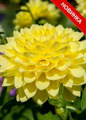 Потгеоргина Гэллери Вермеер (1шт) 395