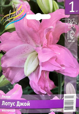 Лилия Лотус Джой (1шт)