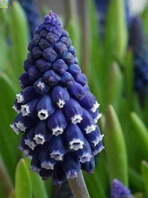Мускари  Джойс Спирит (10шт)