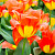 Тюльпан Оракул (1шт)