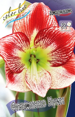 Амариллис Фламенко Куин (1шт) 7511