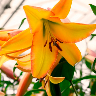 Лилия Райзинг Мун (2шт)