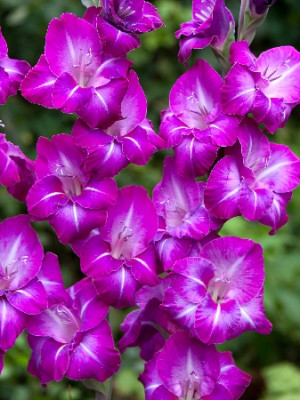 Гладиолус Шансон (1шт) 1028 Гладиолус Шансон (1шт) 1028