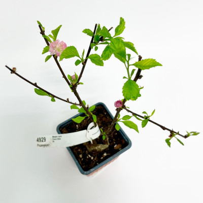 Миндаль трехлопастный Розенмунт (Р9)