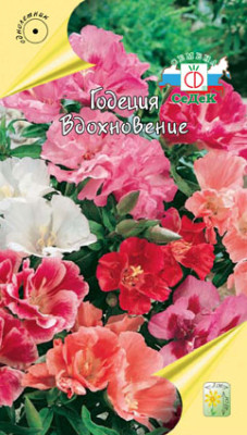 Годеция крупноцветковая Вдохновение смесь цветов