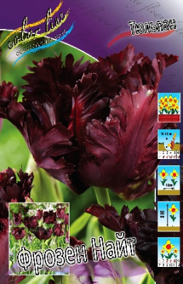 Тюльпан Фрозен Найт (1шт) 7572