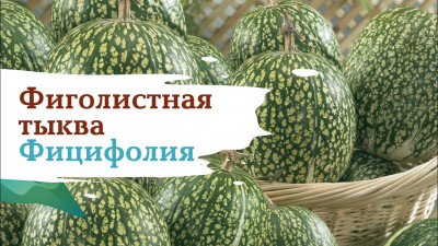 Тыква Фицифолия 3шт