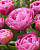 Тюльпан Балет (1шт)