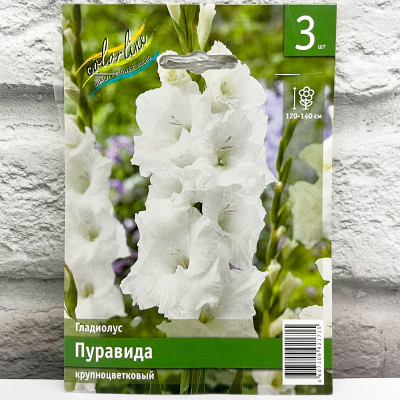 Гладиолус ПУРАВИДА крупноцветковый