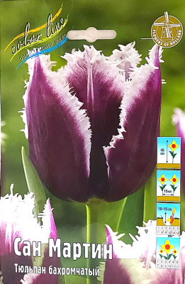 Тюльпан Сан Мартин (1шт)