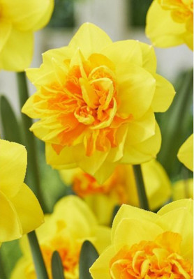 Нарцисс Дабл Санрайз (1шт)