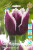 Тюльпан Сан Мартин (1шт)