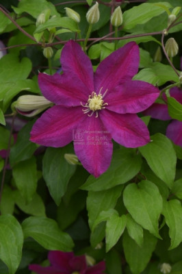 Клематис Сансет